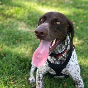 Meet your Posher, Darci